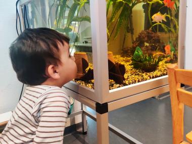Dreng kigger på akvarie